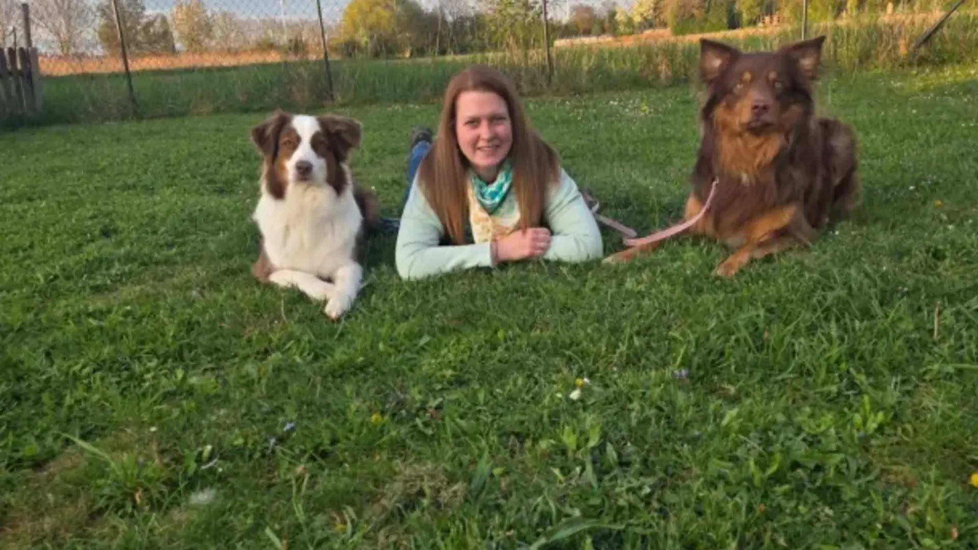 Glücklicher Australian Shepherd in der Natur